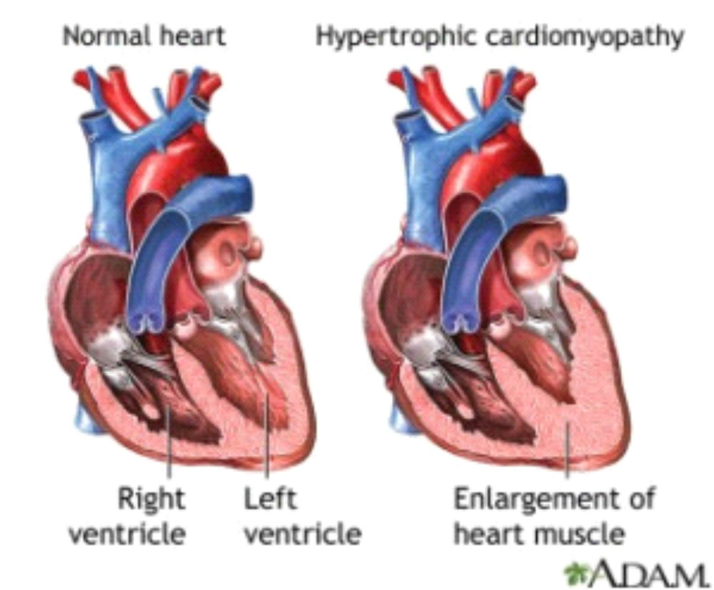 Heart Diagram Tuggeranong Vet Hospital