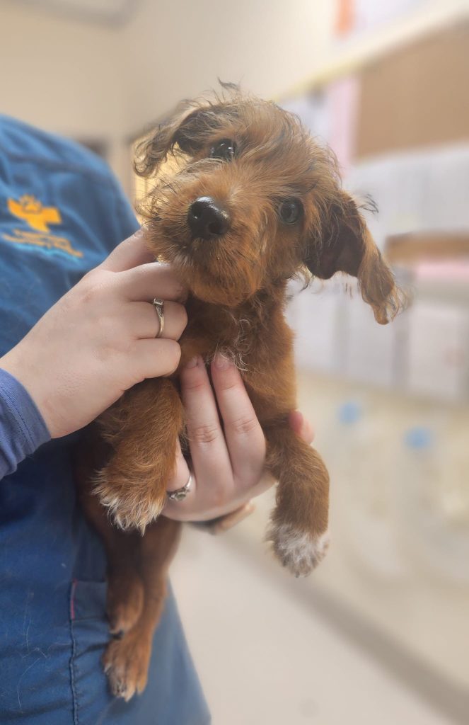 Tuggeranong Veterinary Hospital Puppy Patient