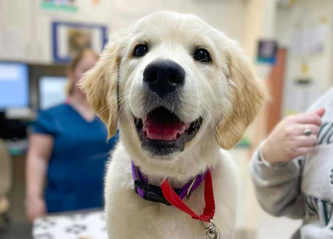 Tuggeranong Veterinary Hospital Puppy Patient